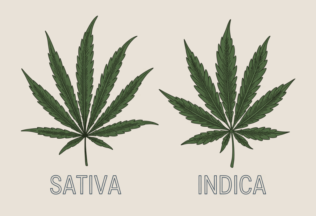 Sativa, Indica or Hybrid: Do Strain Labels Even Matter? 2