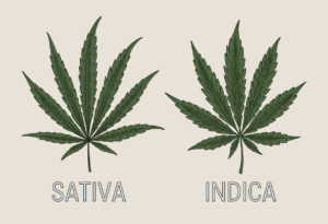 Blog Home 6 Sativa, Indica or Hybrid Do Strain Labels Even Matter