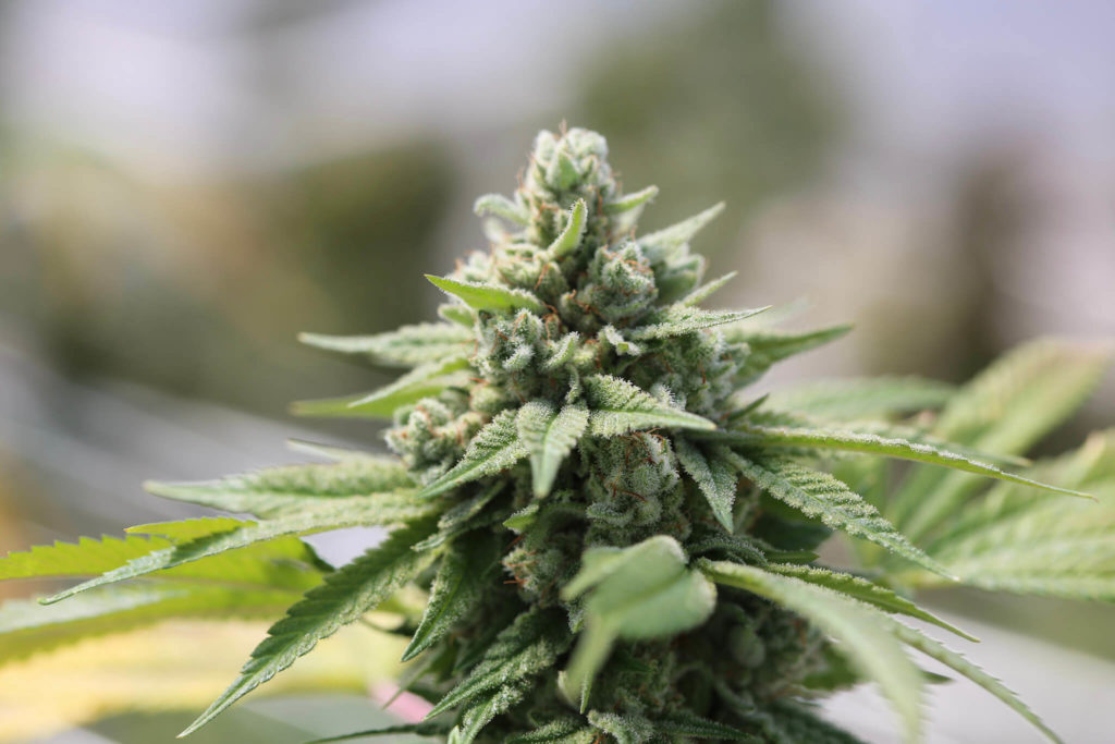 recreational cannabis grow