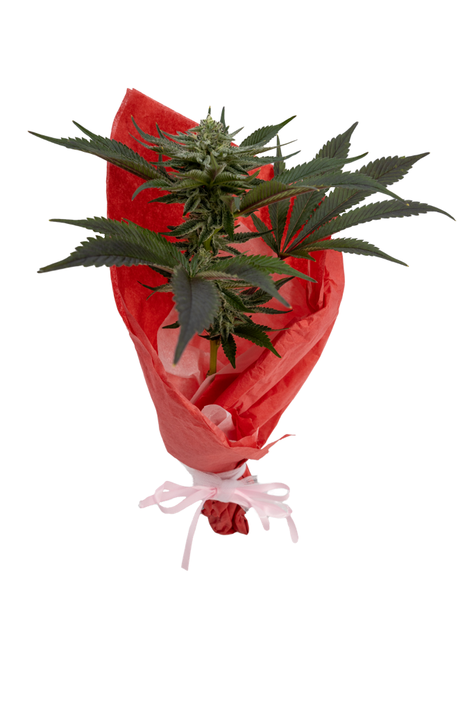 valentine's day cannabis bouquet